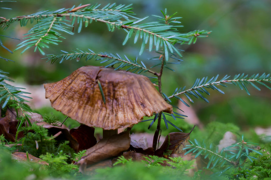 Pilz