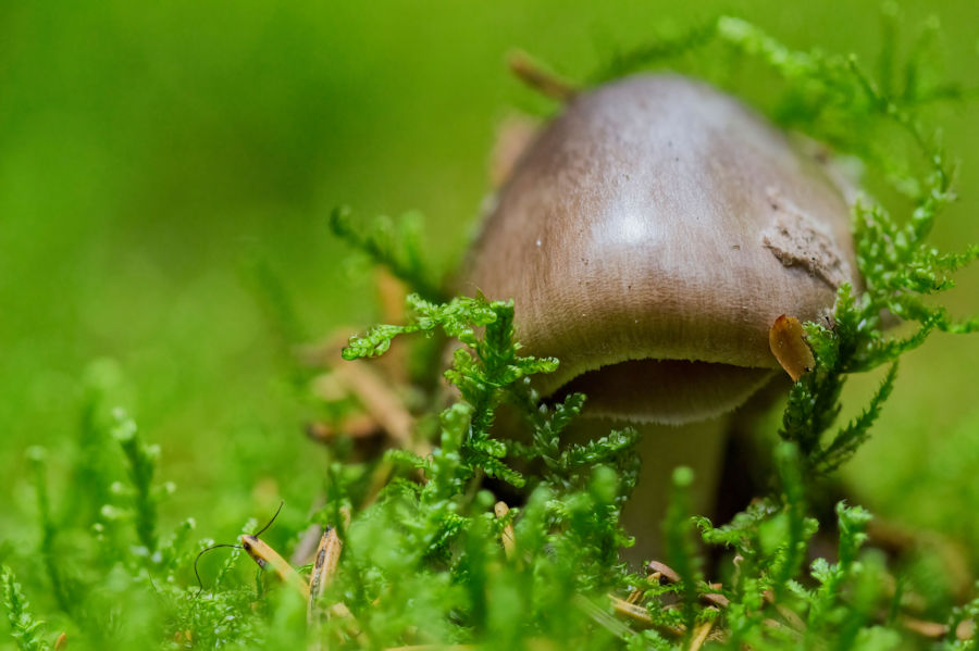 Pilz