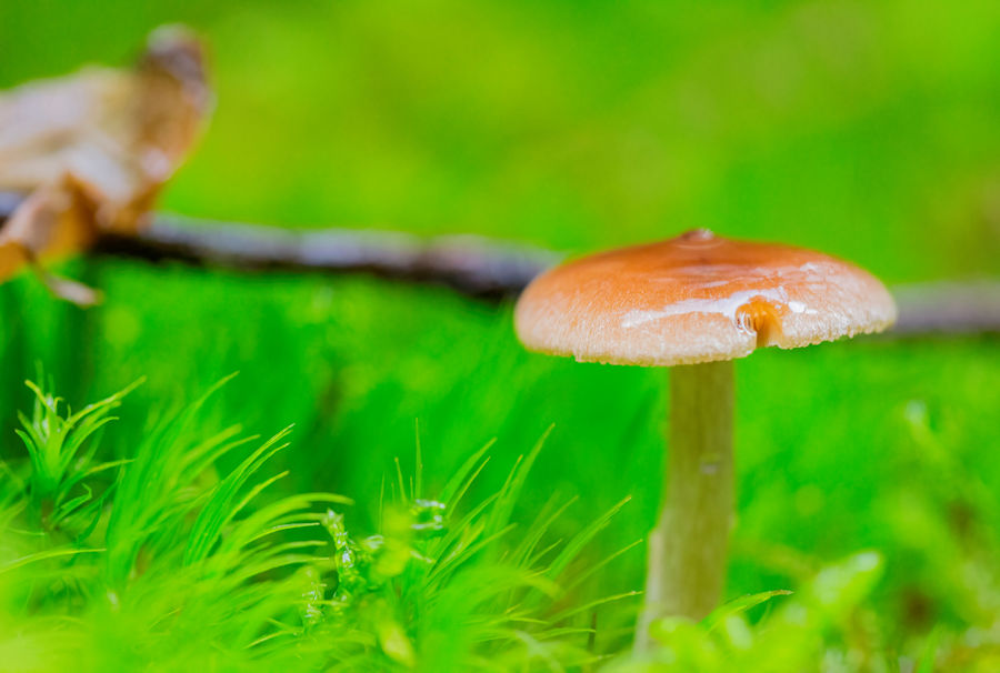 Pilz