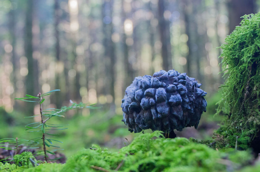 Pilz