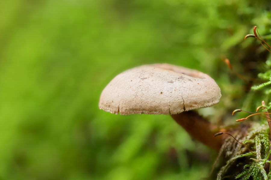 Pilz an einem bemoosten Baumstumpf