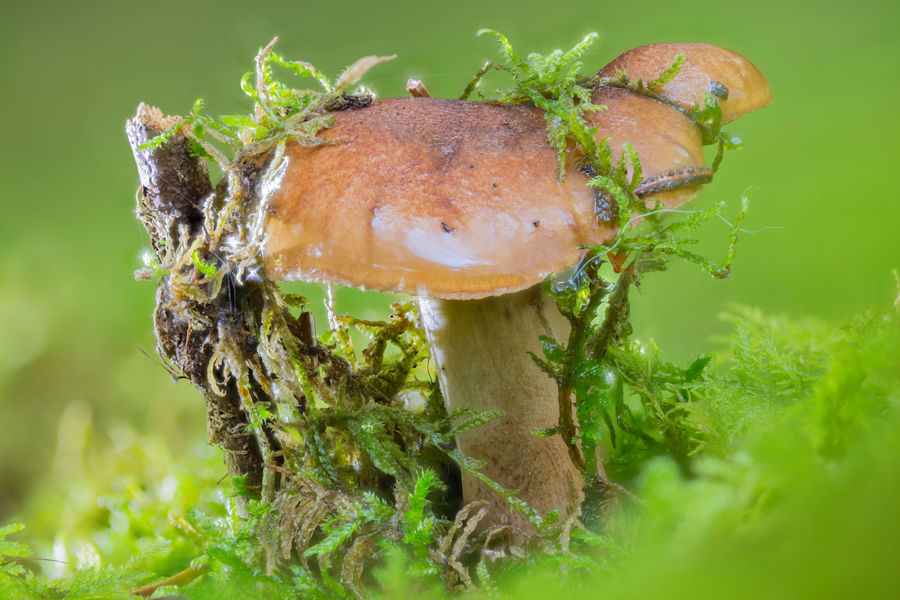 Pilz im Wald
