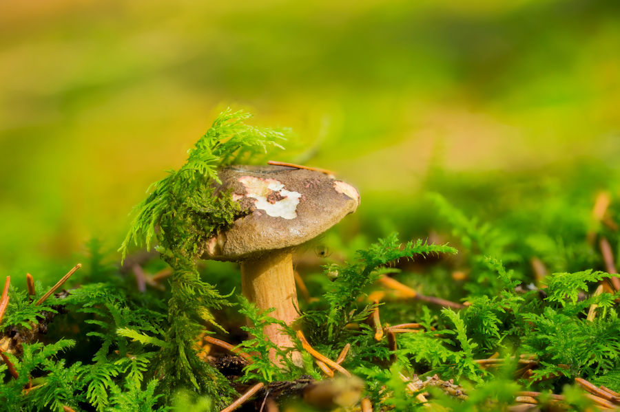 Pilz im Wald
