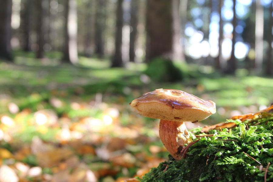 Pilz im Wald