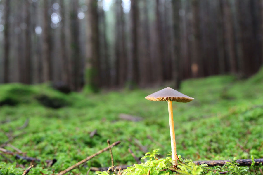 Pilz im Wald