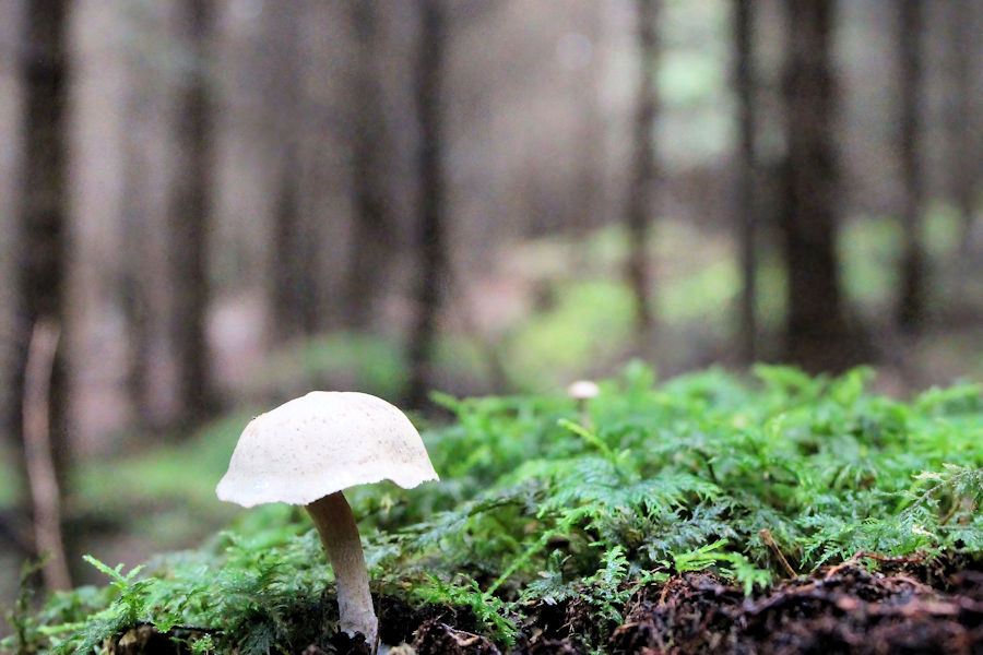 Pilz im Wald