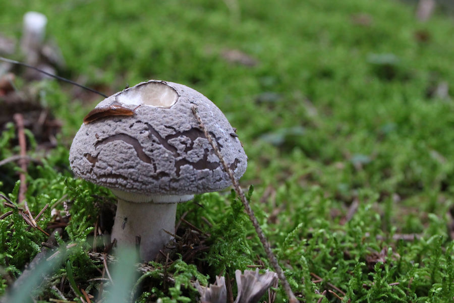 Pilz mit Schnecke und Fliege