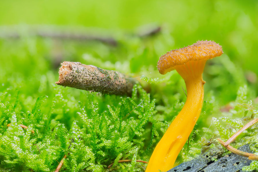 Pilz mit gelbem Stiel