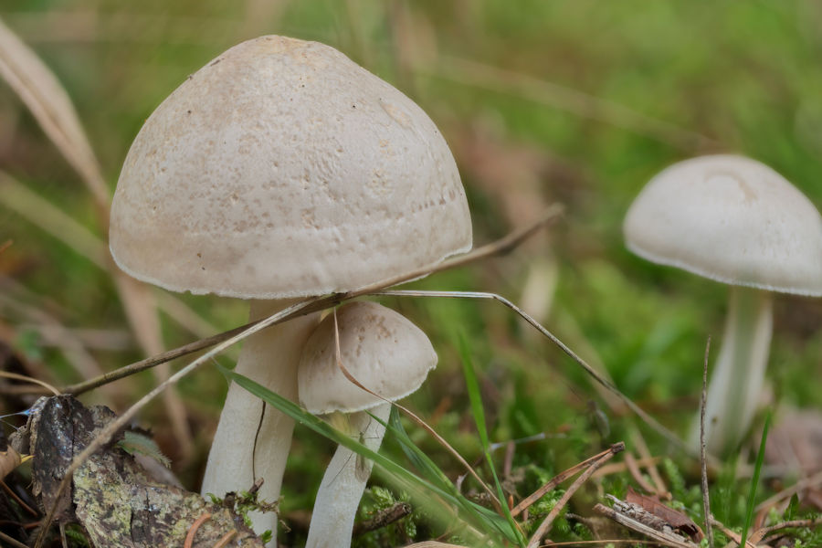 Pilze