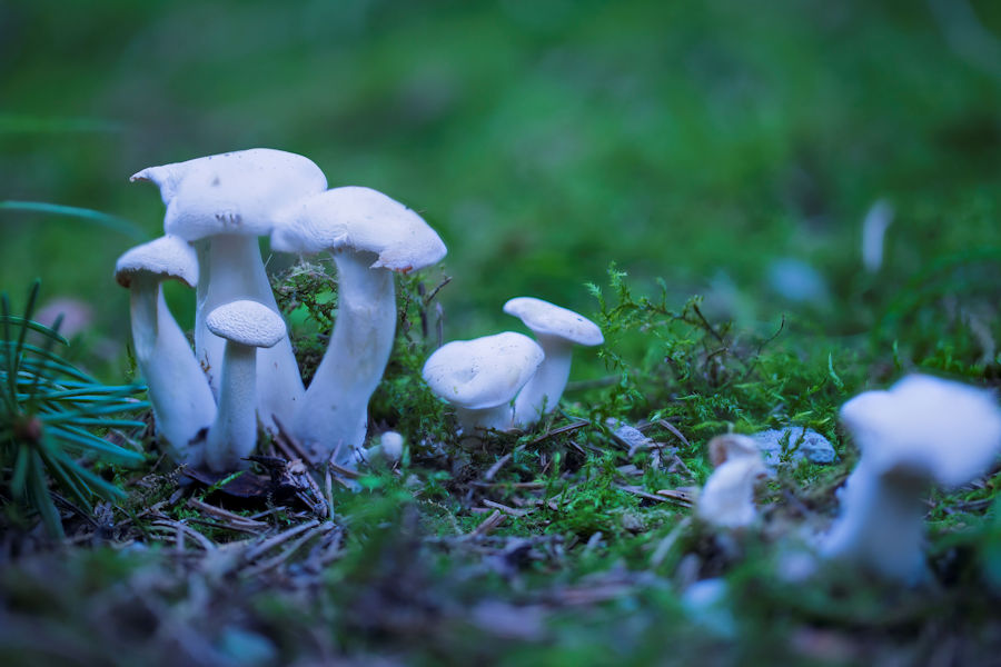 Pilze