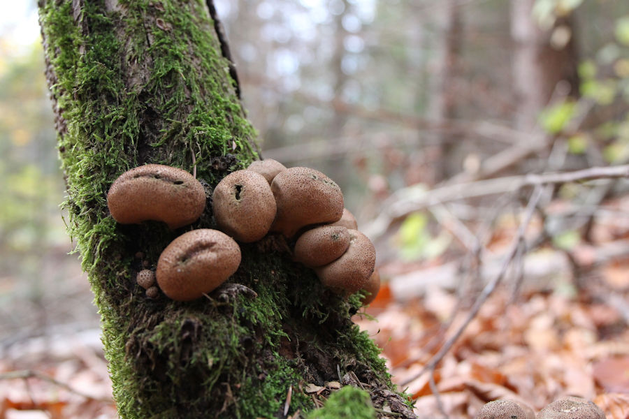 Pilze an einem Baum