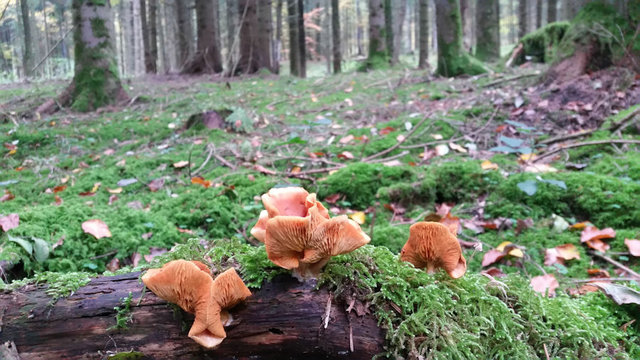 Pilze auf einem alten Baum