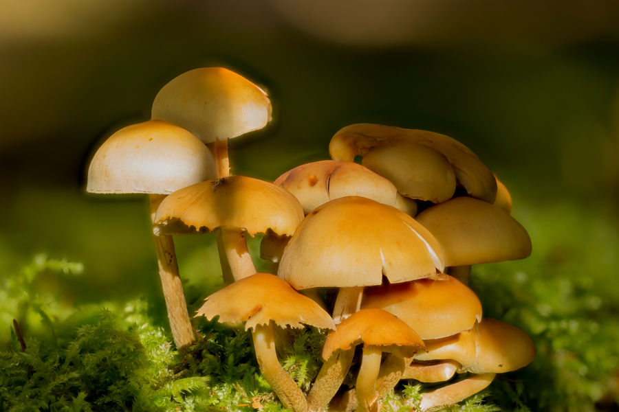 Pilze auf einem alten Baumstumpf