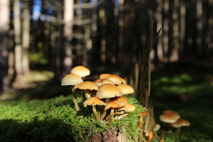 Pilze auf einem alten Baumstumpf