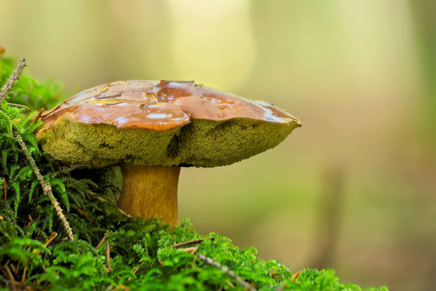 Pilze im Moos