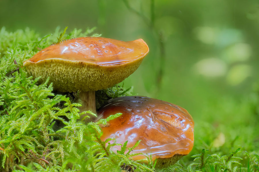 Pilze im Moos
