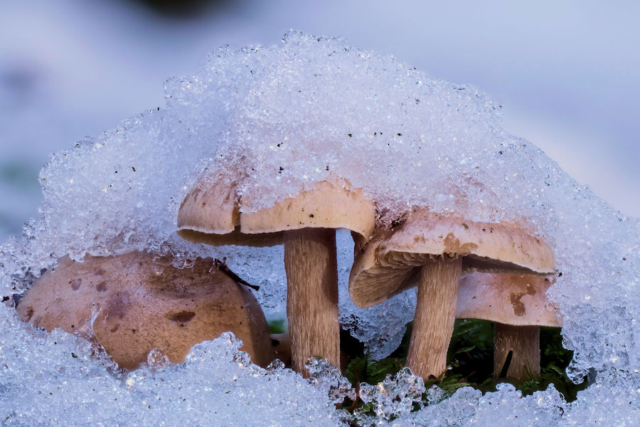 Pilze im Schnee