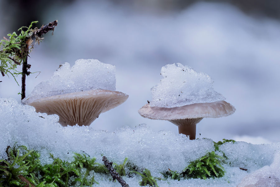 Pilze im Schnee