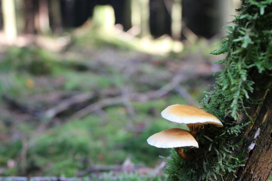 Pilze im Wald
