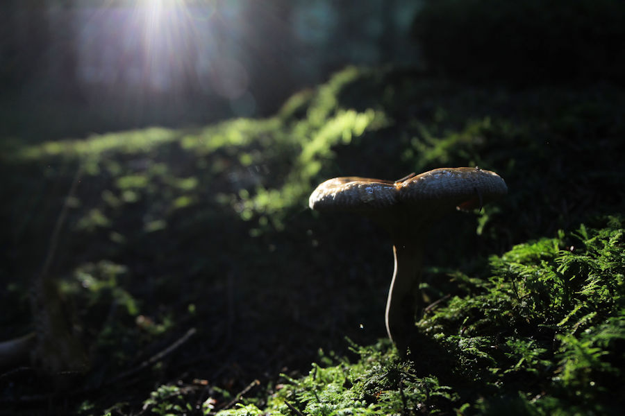 Reizker im Wald bei Gegenlicht
