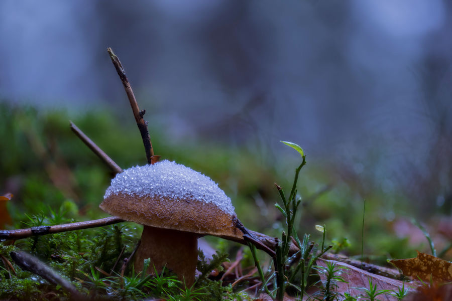 Schneebedeckter Pilz