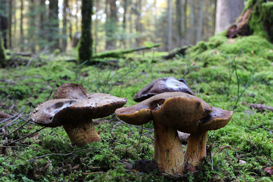 Sehr grosse aber auch sehr alte Pilze im Wald