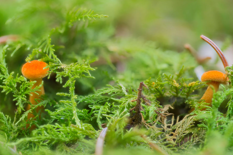 Sehr kleine Pilze im Moos