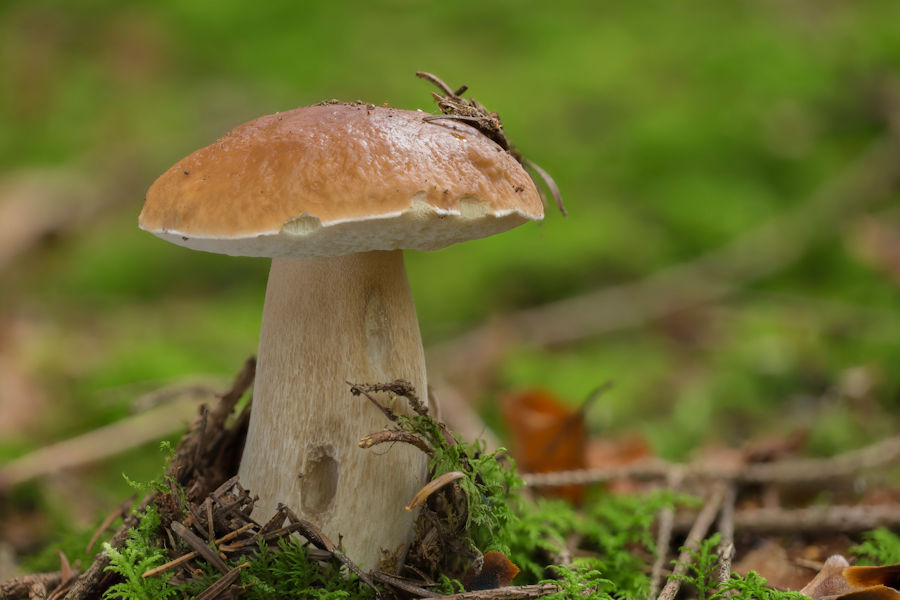 Steinpilz
