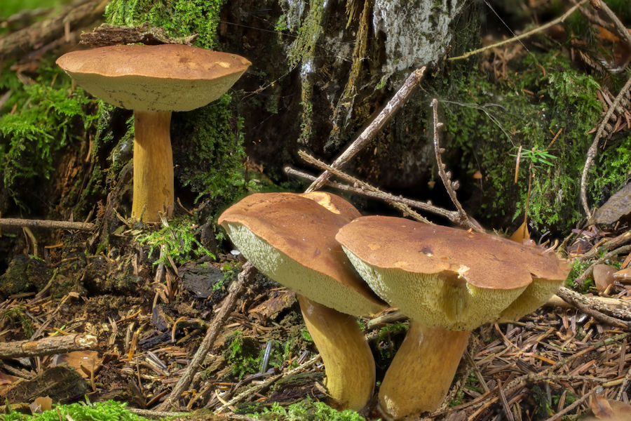 Steinpilz