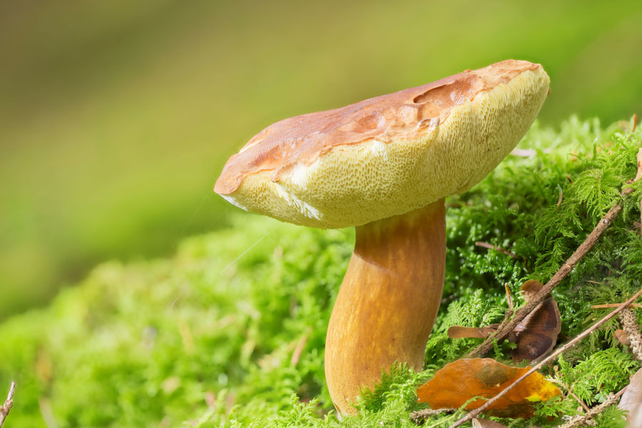 Steinpilz