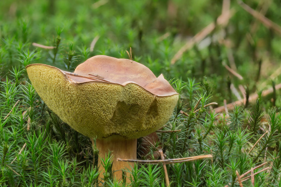 Steinpilz
