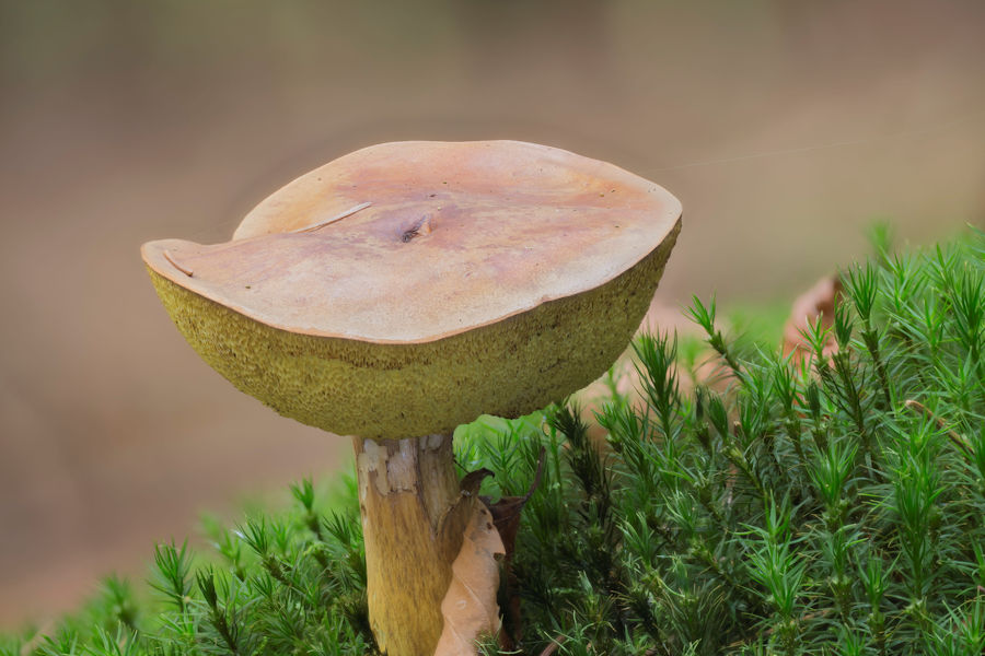 Steinpilz