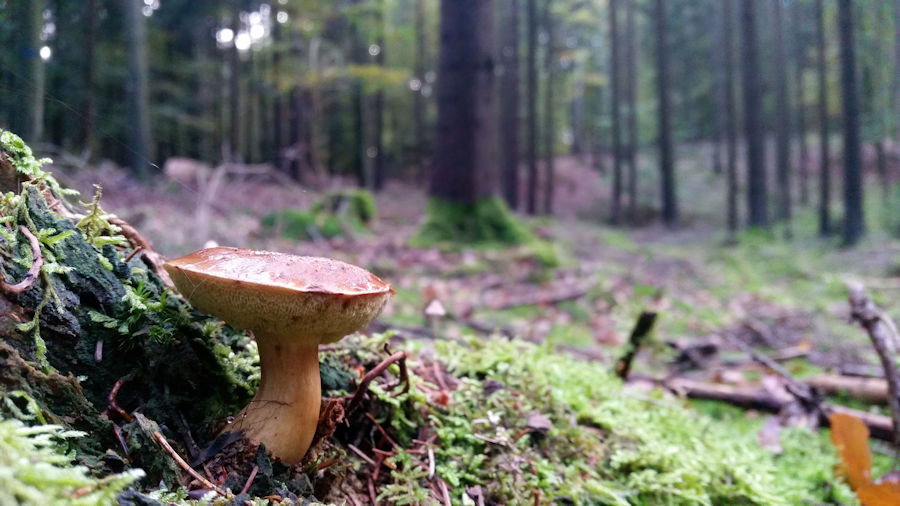 Steinpilz
