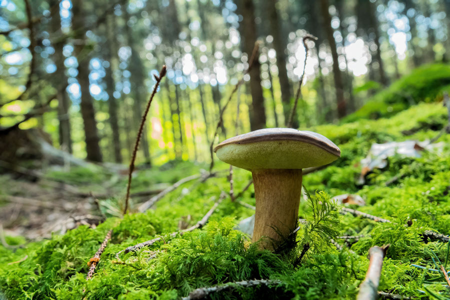 Steinpilz