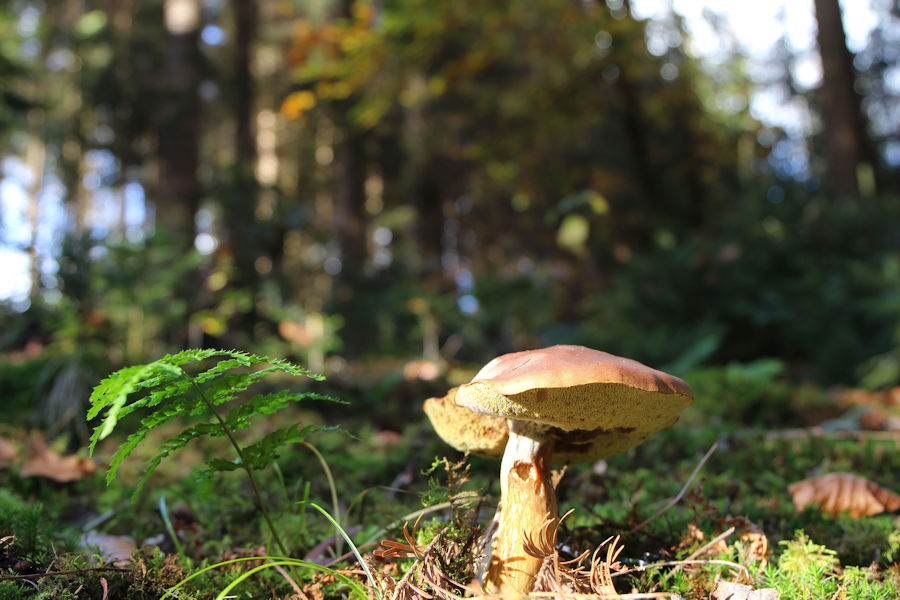 Steinpilz