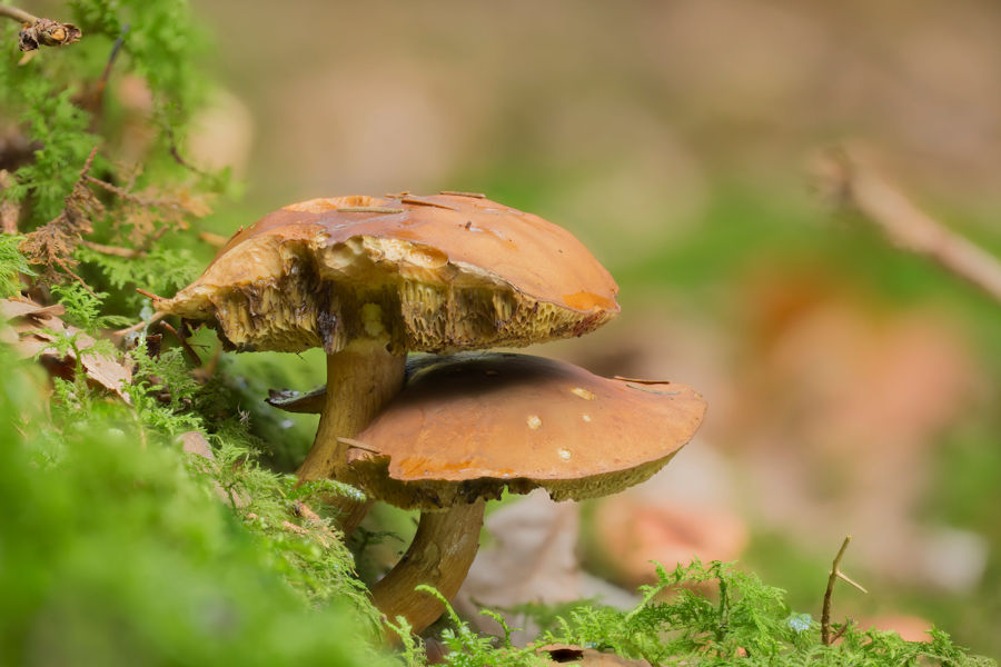 Steinpilze