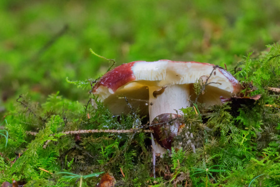 Täubling mit Schnecke