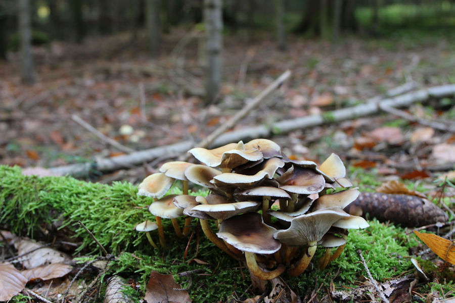 Viele Pilze auf einem alten Baumstamm