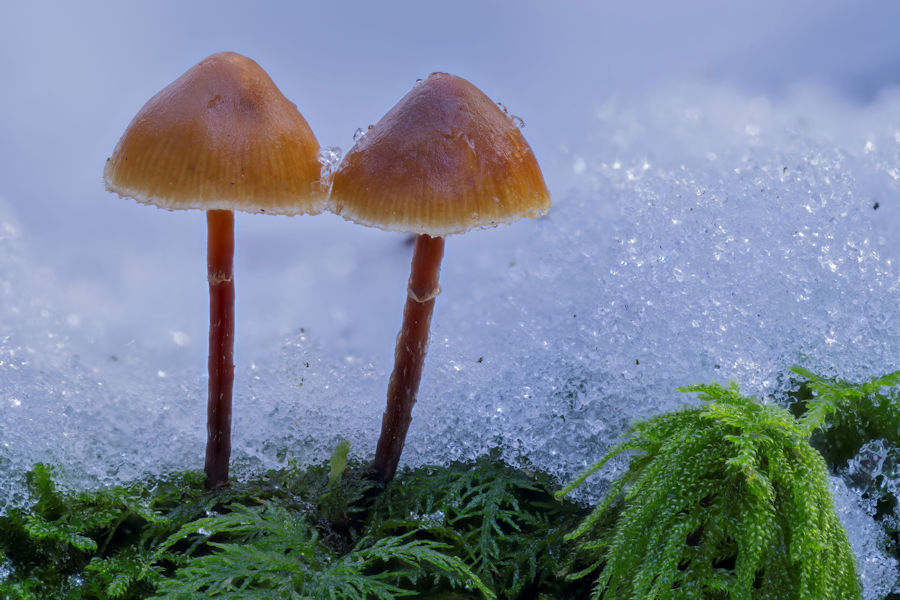 kleine Pilze im Schnee