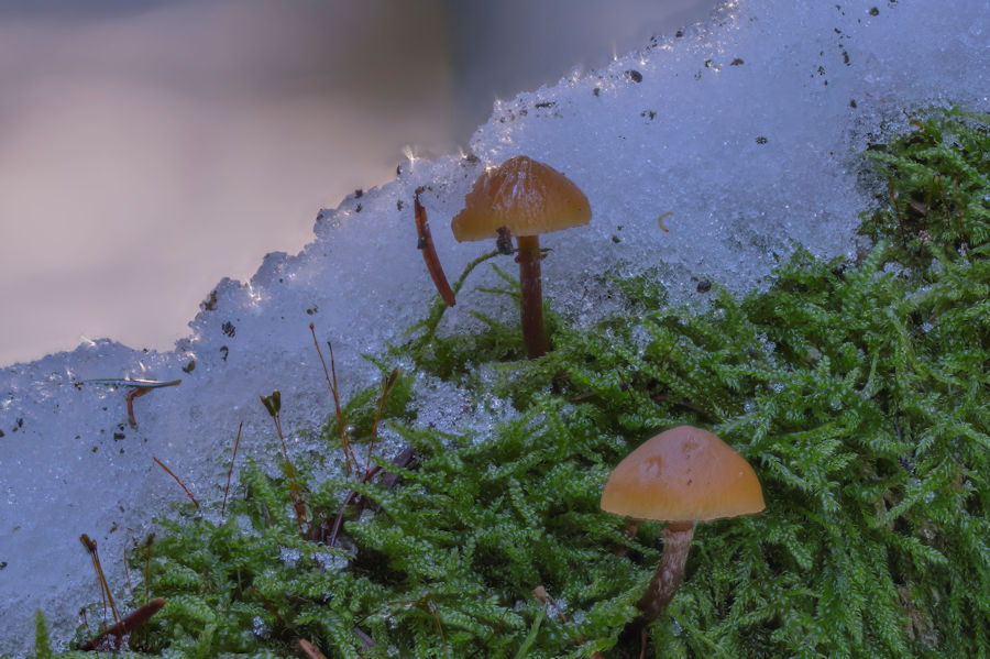 kleine Pilze im Schnee