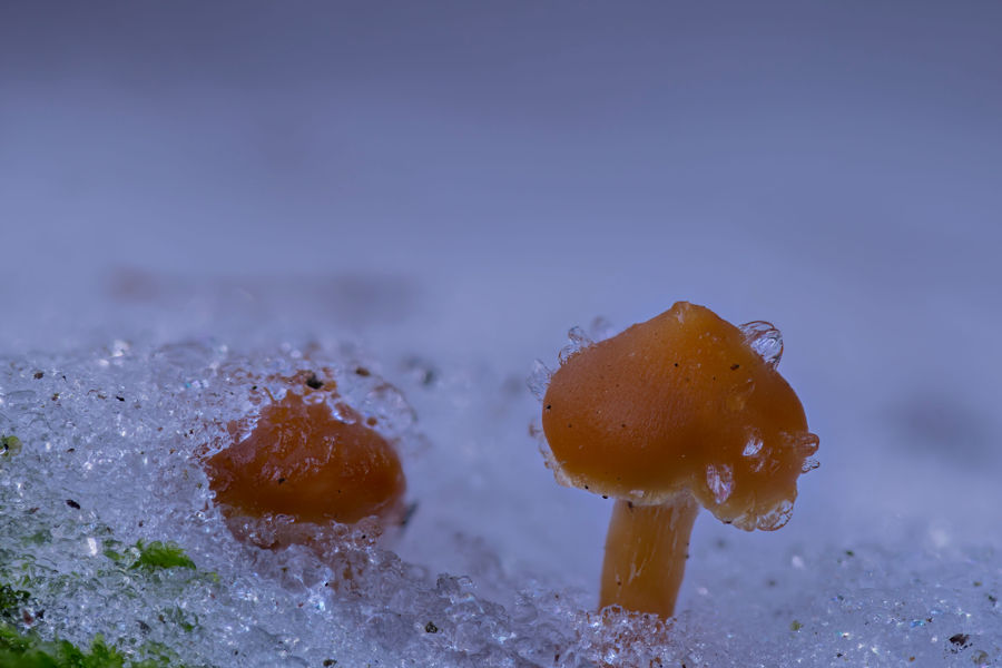 kleine Pilze im Schnee