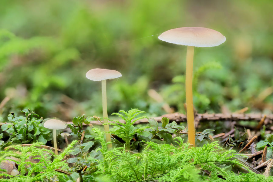 Drei kleine Pilze im Moos