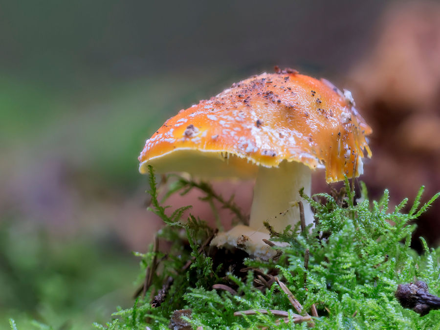 Fliegenpilz