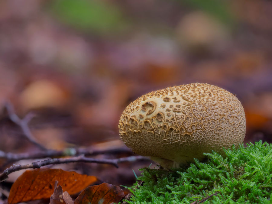 Kartoffelbovist