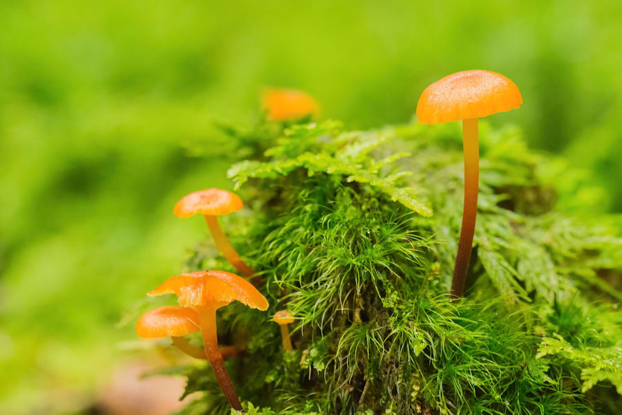 Kleine Pilze