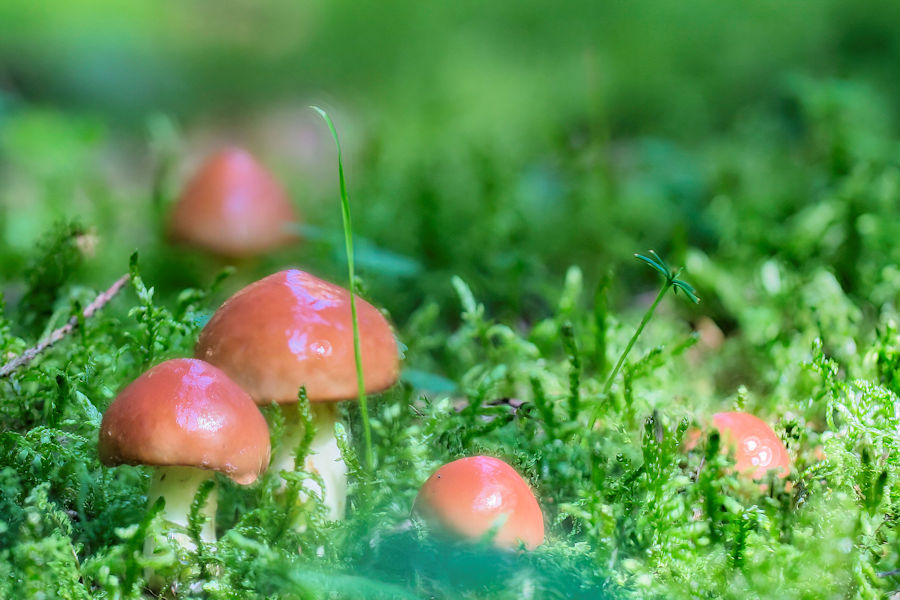 Kleine Pilze im Moos
