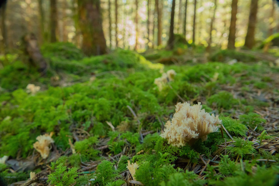 Korallenpilz