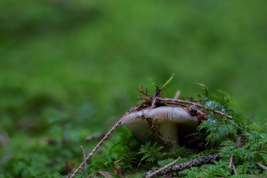 Pilz