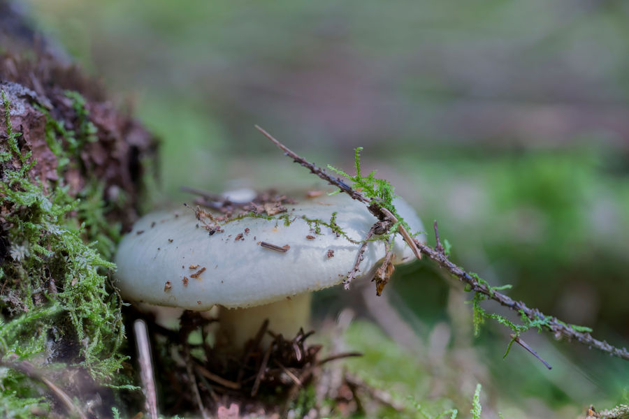 Pilz