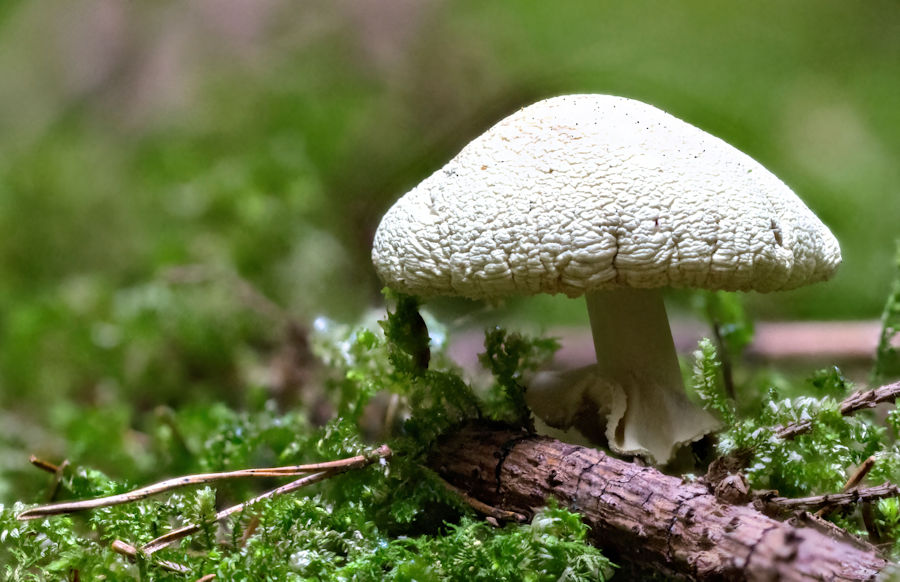 Pilz